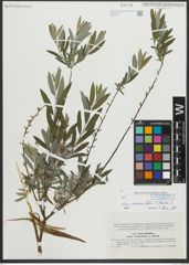 Foto von Salix repens subsp. rosmarinifolia (L.) Andersson